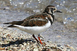 Ruddy Turnstone