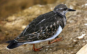 Ruddy Turnstone