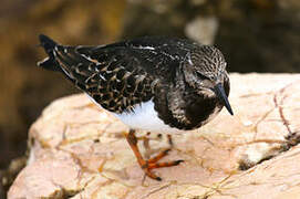 Ruddy Turnstone