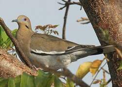 White-winged Dove