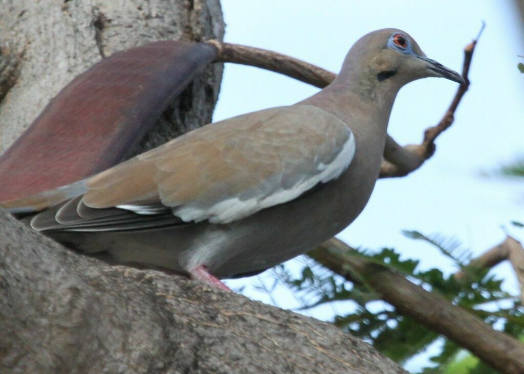 White-winged Dove