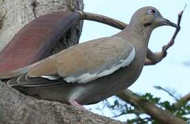 White-winged Dove