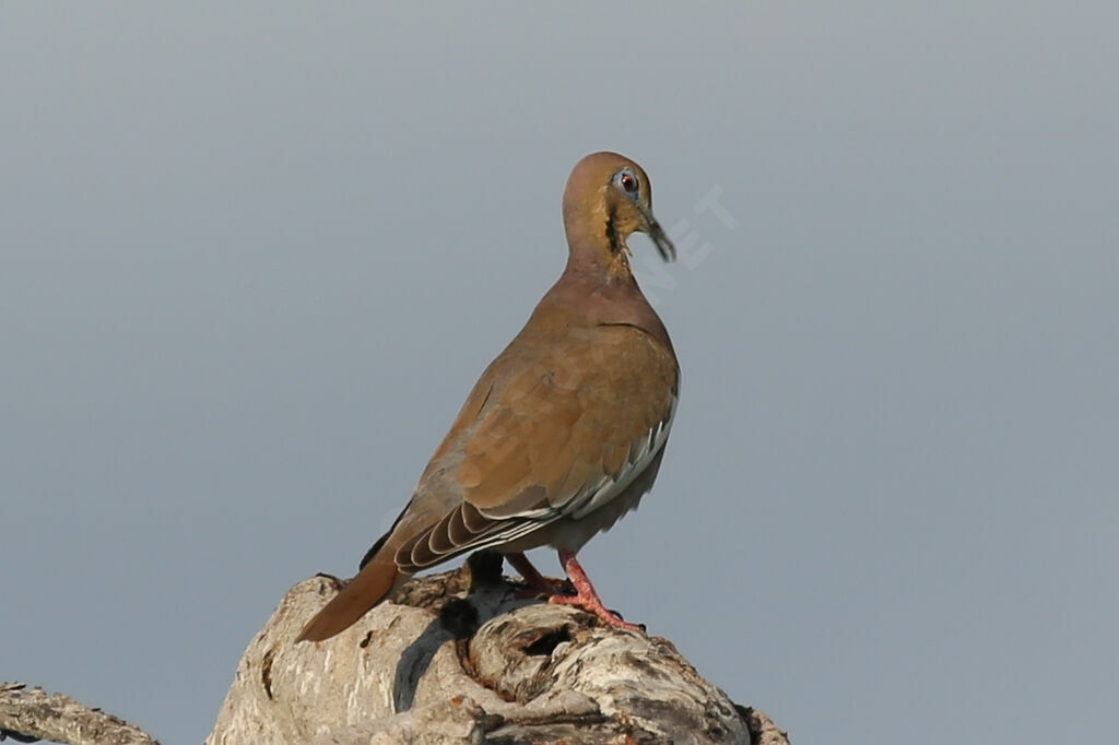 White-winged Dove