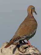 White-winged Dove