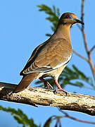 White-winged Dove