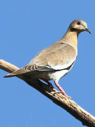 White-winged Dove