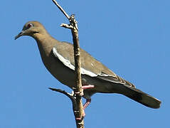 White-winged Dove