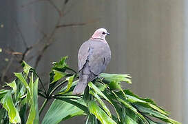 Red-eyed Dove