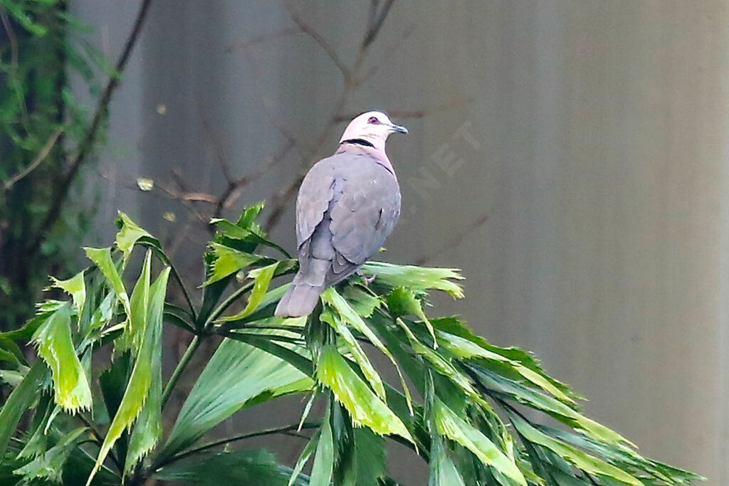 Red-eyed Dove