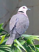 Red-eyed Dove