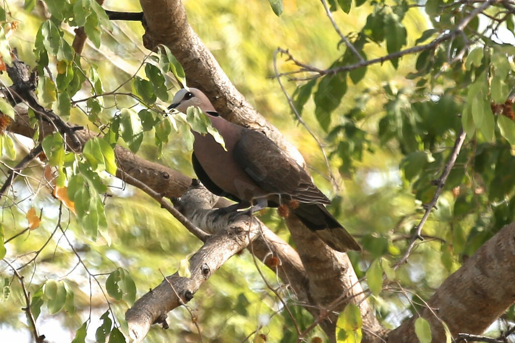 Red-eyed Dove