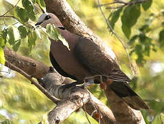 Red-eyed Dove