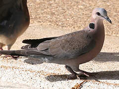 Red-eyed Dove