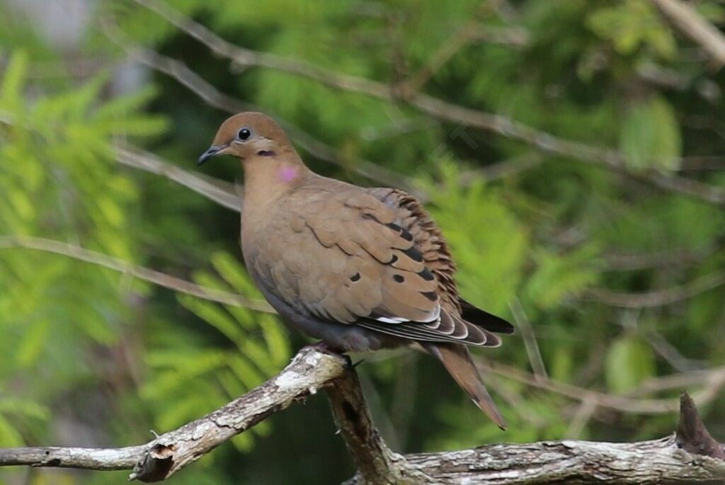 Zenaida Dove