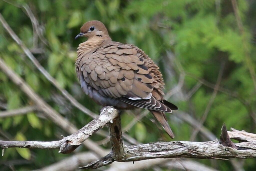 Zenaida Dove