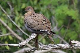 Zenaida Dove