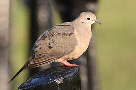 Zenaida Dove