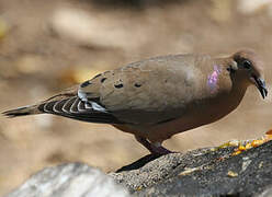 Zenaida Dove