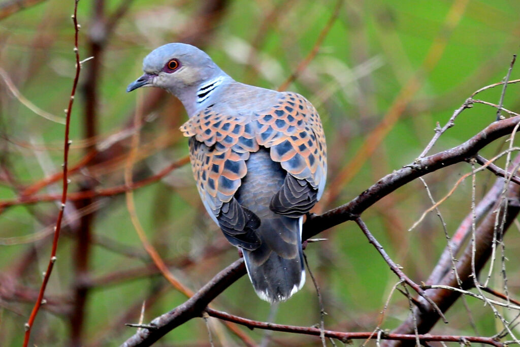 European Turtle Dove