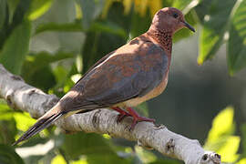 Laughing Dove