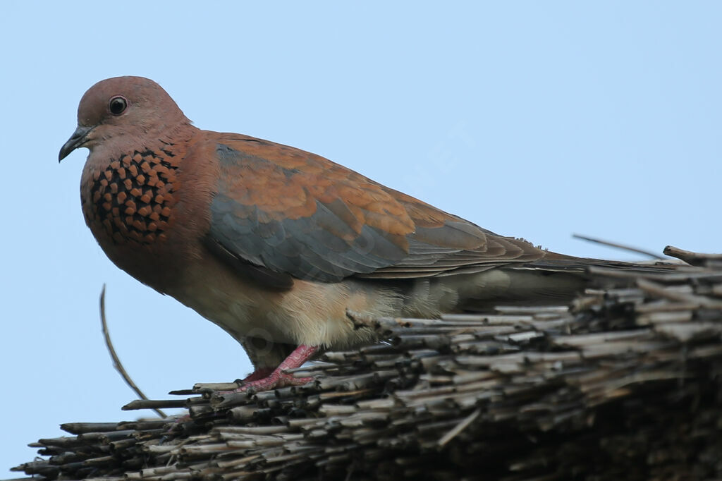 Laughing Dove