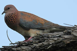 Laughing Dove