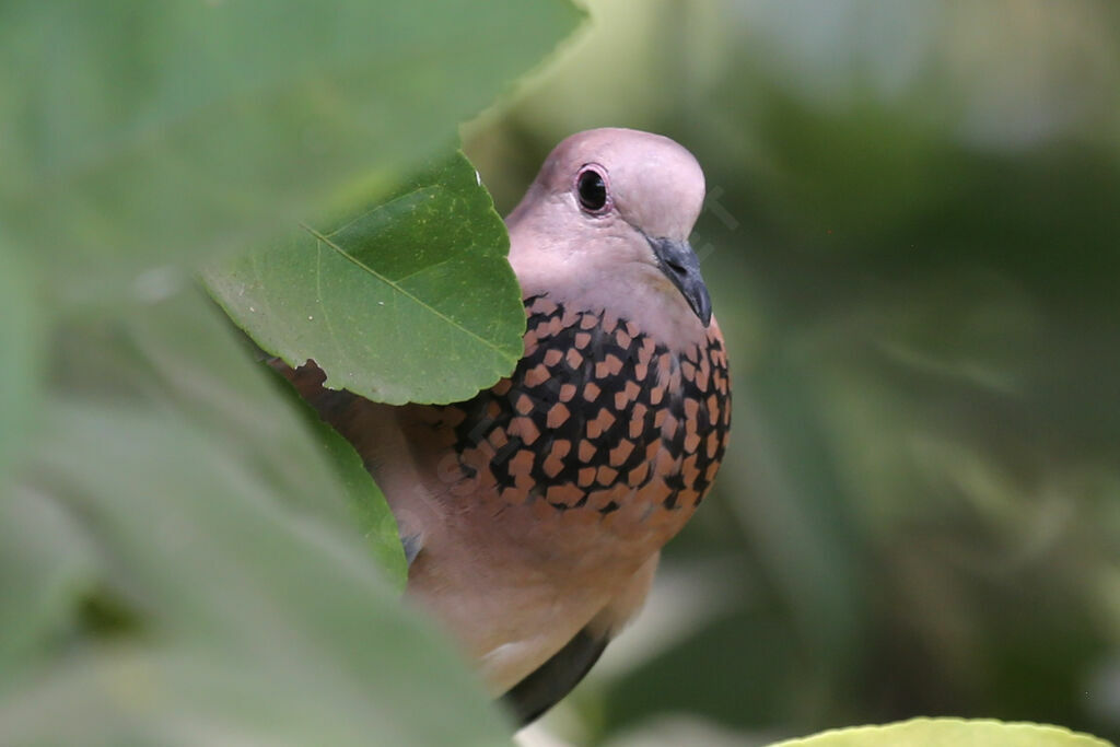 Laughing Dove