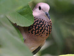 Laughing Dove