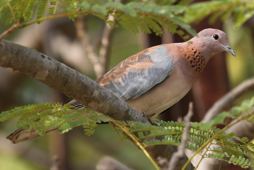 Laughing Dove