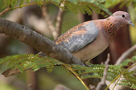 Laughing Dove