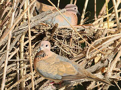 Laughing Dove