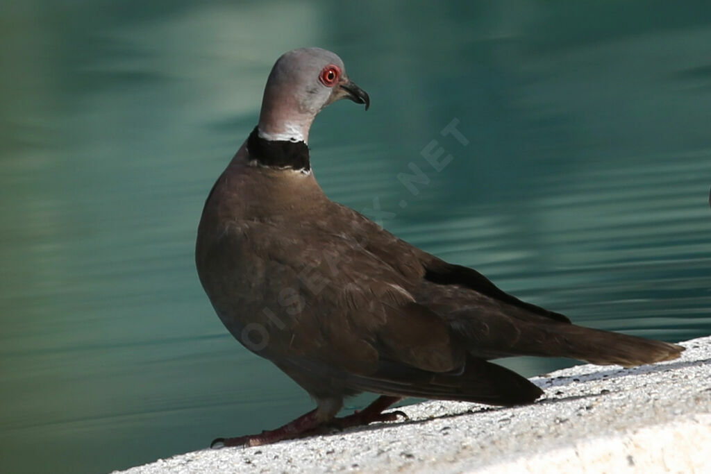 Mourning Collared Dove