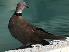 Mourning Collared Dove