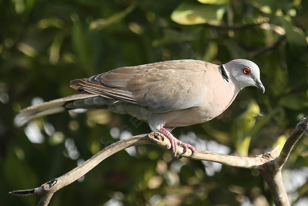 Mourning Collared Dove