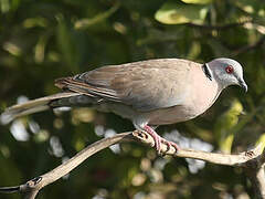 Mourning Collared Dove