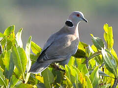 Mourning Collared Dove