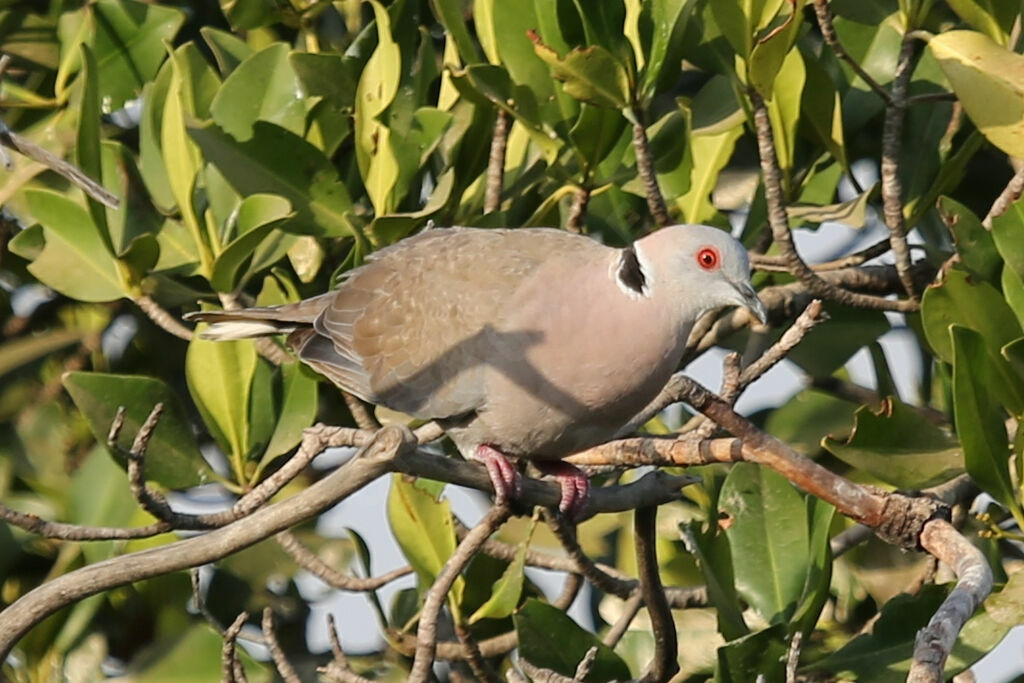 Mourning Collared Dove