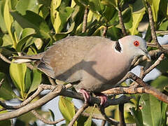 Mourning Collared Dove