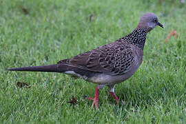 Spotted Dove