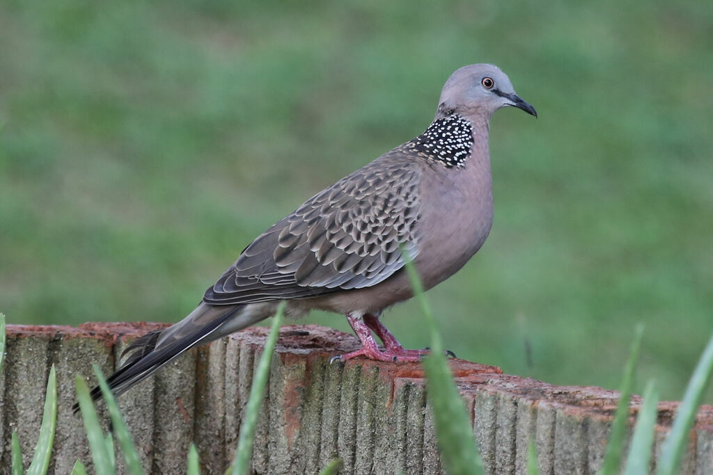 Spotted Dove