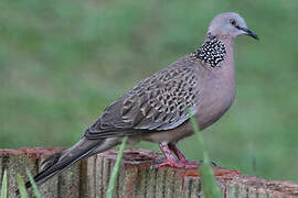 Spotted Dove