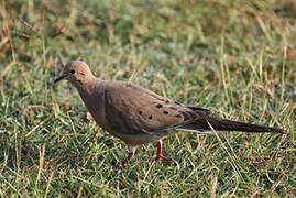 Mourning Dove