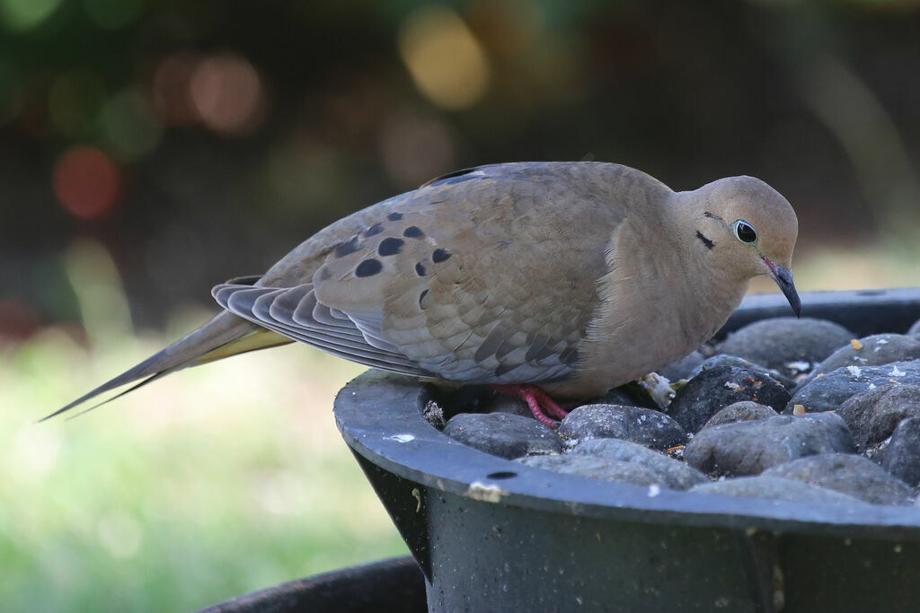 Mourning Dove