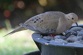 Mourning Dove