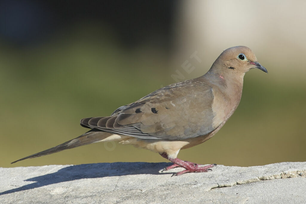 Mourning Dove