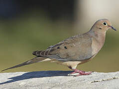 Mourning Dove