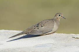 Mourning Dove