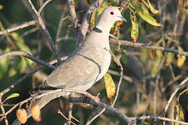 Eurasian Collared Dove