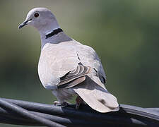 Eurasian Collared Dove