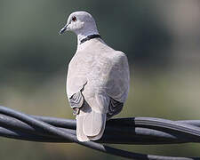 Eurasian Collared Dove